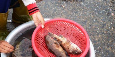 Phục vụ khách du lịch Quảng Bình bằng hải sản tươi sống