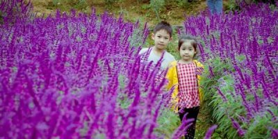 Thả hồn vào cánh đồng hoa tím được gọi “lavender” đẹp mê mẩn ở Bắc Hà Lào Cai