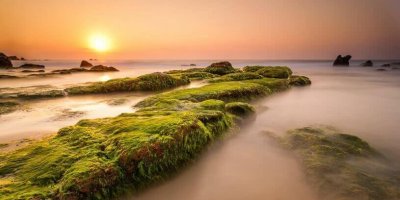 Săn rêu ở biển Cổ Thạch