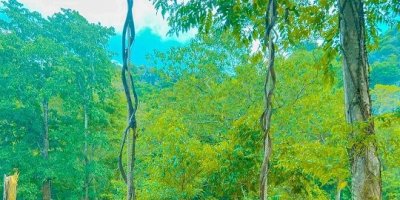 Về Quảng Bình khám phá rừng nguyên sinh và trò chơi trên cây tại Công viên Ozo