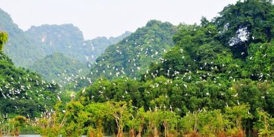 Vườn chim Thung Nha – Ninh Bình