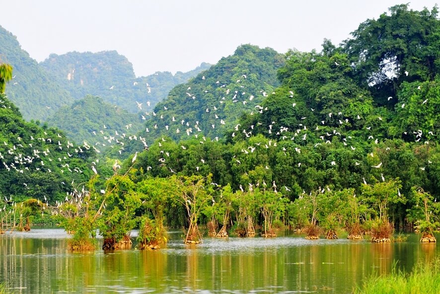 Vườn chim Thung Nha – Ninh Bình